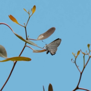 Acrodipsas aurata at Ainslie, ACT - 30 Nov 2022