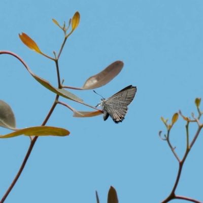 Acrodipsas aurata (Golden Ant-blue) at Mount Ainslie - 30 Nov 2022 by DPRees125