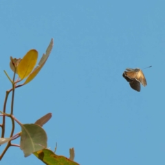 Acrodipsas aurata at Ainslie, ACT - suppressed