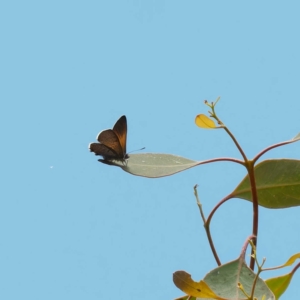 Acrodipsas aurata at Ainslie, ACT - 30 Nov 2022