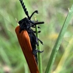Porrostoma rhipidium (Long-nosed Lycid (Net-winged) beetle) at Higgins Woodland - 29 Nov 2022 by Jillw