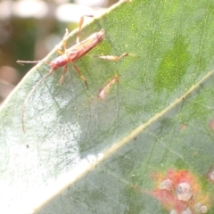 Mecynopus cothurnatus at Murrumbateman, NSW - 30 Nov 2022