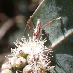 Mecynopus cothurnatus at Murrumbateman, NSW - 30 Nov 2022