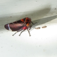 Eurymeloides minuta (Gumtree leafhopper) at Flynn, ACT - 30 Nov 2022 by Christine