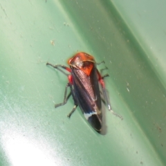 Eurymeloides lineata at Flynn, ACT - 30 Nov 2022 04:18 PM