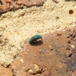 Primeuchroeus sp. (genus) at Flynn, ACT - 30 Nov 2022