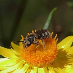 Lasioglossum (Chilalictus) sp. (genus & subgenus) (Halictid bee) at Dryandra St Woodland - 30 Nov 2022 by ConBoekel