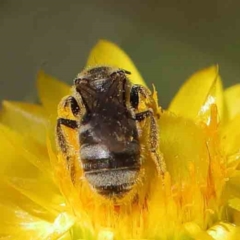 Lasioglossum (Chilalictus) sp. (genus & subgenus) at O'Connor, ACT - 30 Nov 2022