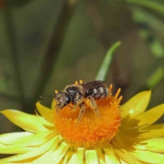 Lasioglossum (Chilalictus) sp. (genus & subgenus) at O'Connor, ACT - 30 Nov 2022