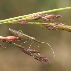 Mutusca brevicornis (A broad-headed bug) at Dryandra St Woodland - 30 Nov 2022 by ConBoekel