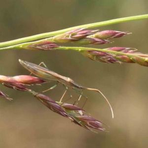 Mutusca brevicornis at O'Connor, ACT - 30 Nov 2022