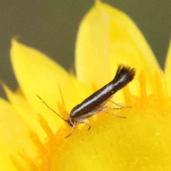 Tritymba unidentified species (Plutellid moth) at Dryandra St Woodland - 30 Nov 2022 by ConBoekel