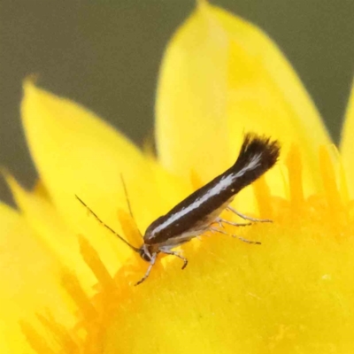Tritymba unidentified species (Plutellid moth) at Dryandra St Woodland - 30 Nov 2022 by ConBoekel