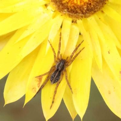 Lycosidae (family) at O'Connor, ACT - 30 Nov 2022 by ConBoekel