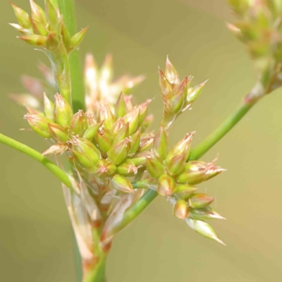 Juncus vaginatus (Clustered Rush) at O'Connor, ACT - 30 Nov 2022 by ConBoekel