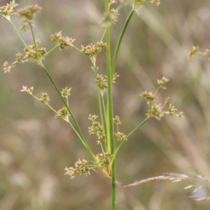 Juncus vaginatus at Dryandra St Woodland - 30 Nov 2022