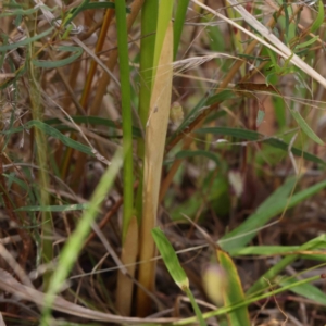 Juncus vaginatus at Dryandra St Woodland - 30 Nov 2022 03:07 PM