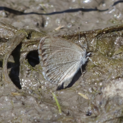 Zizina otis (Common Grass-Blue) at Fyshwick, ACT - 30 Nov 2022 by RomanSoroka