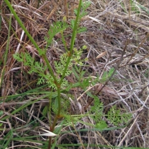 Daucus glochidiatus at Weetangera, ACT - 30 Nov 2022