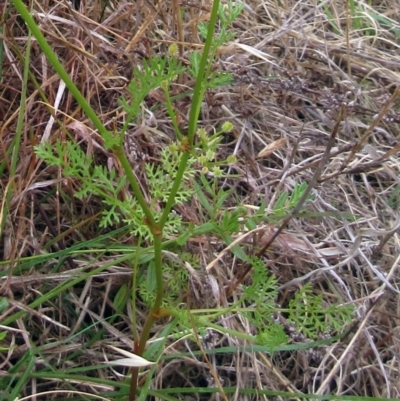 Daucus glochidiatus (Australian Carrot) at Weetangera, ACT - 30 Nov 2022 by sangio7