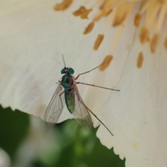 Heteropsilopus sp. (genus) (A long legged fly) at Murrumbateman, NSW - 30 Nov 2022 by SimoneC