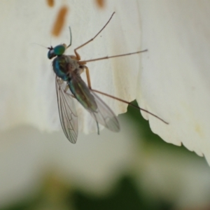 Heteropsilopus sp. (genus) at Murrumbateman, NSW - 30 Nov 2022