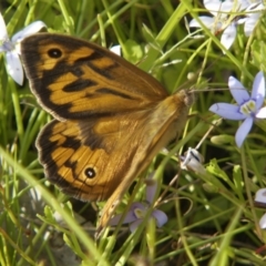 Heteronympha merope (Common Brown Butterfly) at Chisholm, ACT - 27 Nov 2022 by RomanSoroka