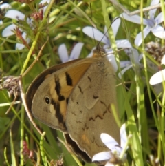 Heteronympha merope at Chisholm, ACT - 27 Nov 2022