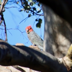 Callocephalon fimbriatum (Gang-gang Cockatoo) at Red Hill Nature Reserve - 29 Nov 2022 by LisaH