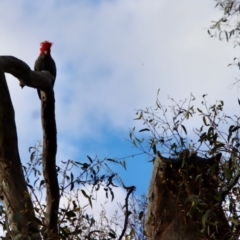 Callocephalon fimbriatum (Gang-gang Cockatoo) at Red Hill Nature Reserve - 29 Nov 2022 by LisaH