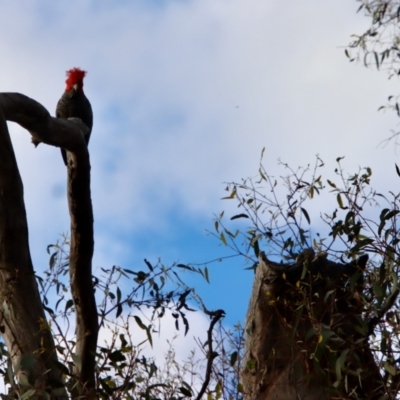 Callocephalon fimbriatum (Gang-gang Cockatoo) at Red Hill Nature Reserve - 29 Nov 2022 by LisaH