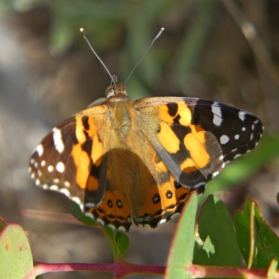 Vanessa kershawi (Australian Painted Lady) at Chisholm, ACT - 27 Nov 2022 by RomanSoroka