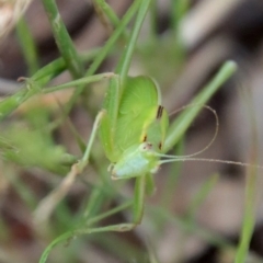 Tettigoniidae (family) (Unidentified katydid) at Hughes, ACT - 29 Nov 2022 by LisaH
