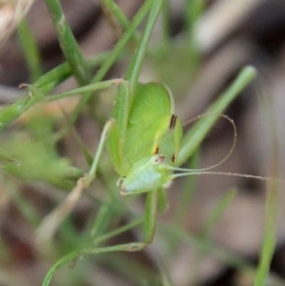 Tettigoniidae (family) (Unidentified katydid) at Hughes, ACT - 29 Nov 2022 by LisaH