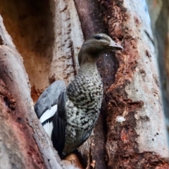 Chenonetta jubata (Australian Wood Duck) at Hughes, ACT - 30 Nov 2022 by LisaH