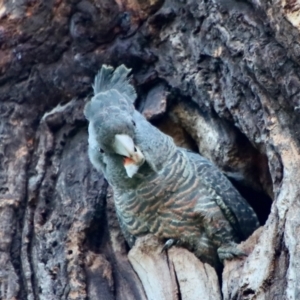 Callocephalon fimbriatum at Hughes, ACT - 30 Nov 2022