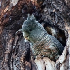 Callocephalon fimbriatum at Hughes, ACT - 30 Nov 2022