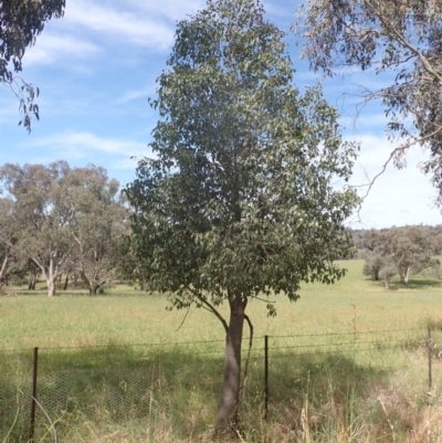 Brachychiton populneus subsp. populneus (Kurrajong) at Godfreys Creek, NSW - 26 Nov 2022 by drakes