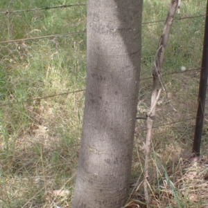 Brachychiton populneus subsp. populneus at Godfreys Creek, NSW - 26 Nov 2022