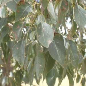 Brachychiton populneus subsp. populneus at Godfreys Creek, NSW - 26 Nov 2022