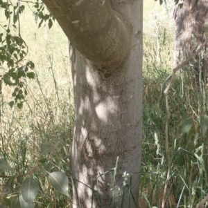 Brachychiton populneus subsp. populneus at Godfreys Creek, NSW - 26 Nov 2022