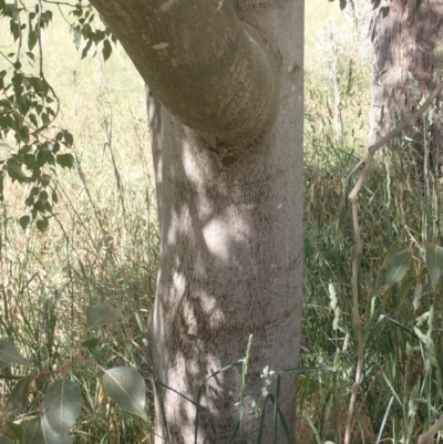 Brachychiton populneus subsp. populneus (Kurrajong) at Godfreys Creek, NSW - 26 Nov 2022 by drakes