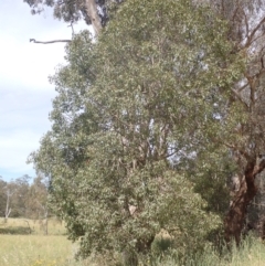 Brachychiton populneus subsp. populneus at Godfreys Creek, NSW - 26 Nov 2022