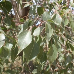 Brachychiton populneus subsp. populneus at Godfreys Creek, NSW - 26 Nov 2022
