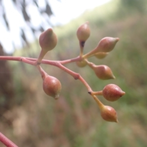 Eucalyptus melliodora at Godfreys Creek, NSW - 26 Nov 2022