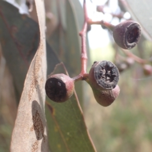 Eucalyptus melliodora at Godfreys Creek, NSW - 26 Nov 2022