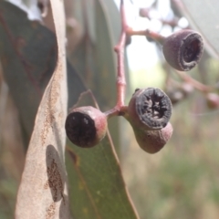 Eucalyptus melliodora at Godfreys Creek, NSW - 26 Nov 2022