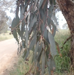 Eucalyptus melliodora at Godfreys Creek, NSW - 26 Nov 2022