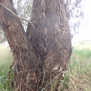 Eucalyptus melliodora at Godfreys Creek, NSW - 26 Nov 2022