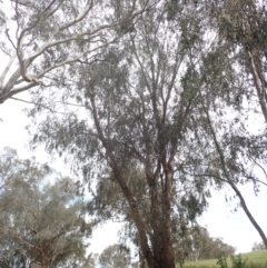 Eucalyptus melliodora at Godfreys Creek, NSW - 26 Nov 2022